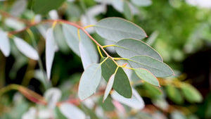 A close-up view of a leafy plant showcasing vibrant green leaves in natural light.