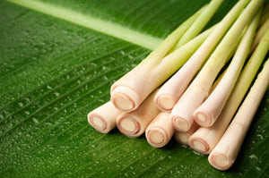 Fresh lemongrass sticks in green and white hues placed on a lush green leaf
