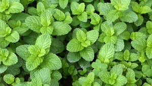 Detailed close-up of a Moroccan Mint plant, highlighting its lush green leaves