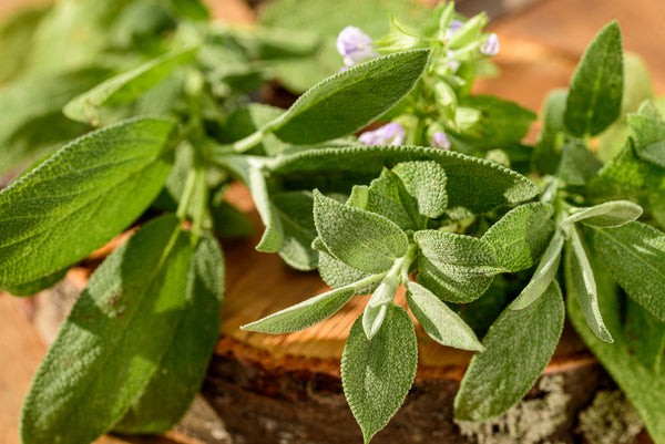 Desert sage, a multifaceted herb, highlighted with rich green leaves, emphasizing its various applications in cooking and healing.