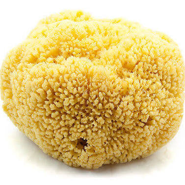 Natural Sea Sponge