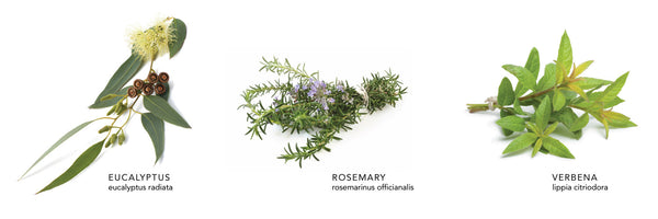Eucalyptus Rosemary Body Scrub