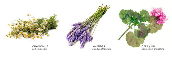 Lavender Chamomile Hand & Body Cream