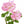 thebodydeli-rose-geranium