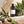 Desert Sage Body Oil