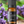 Lavender Pure Essential Oil 10 ml.