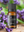 Lavender Pure Essential Oil 10 ml.