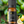 Lemon Pure Essential Oil 10 ml.