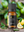 Lemon Pure Essential Oil 10 ml.