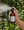 Moroccan Mint Mist