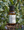 Eucalyptus Rosemary Pure Essential Oil Blend