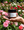 Rose Absolute Hand & Body Cream