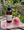 Rose Absolute Mist