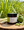 Thai Lemongrass Hand & Body Cream