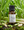 Thai Lemongrass Pure Essential Oil Blend