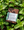 Moroccan Mint Botanical Bar Soap