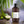 Thai Lemongrass Hand & Body Wash