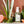 SAGE & GRAPEFRUIT CLEANSER  (detoxifying)
