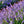 Lavender Pure Essential Oil 10 ml.