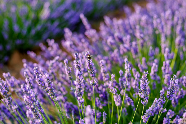 Lavender Pure Essential Oil 10 ml.