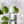 LIGHT FACIAL EMULSION (clarifying)