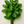 Peppermint Pure Essential Oil 10 ml.