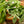 Desert sage, a multifaceted herb, highlighted with rich green leaves, emphasizing its various applications in cooking and healing.