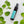 Mint Infusion Pura-Mist