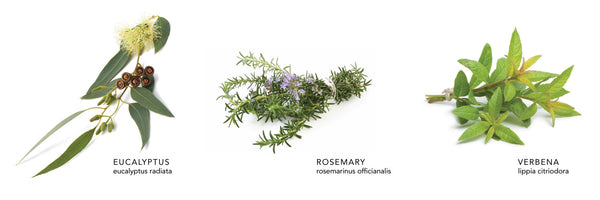 Eucalyptus Rosemary Lotion
