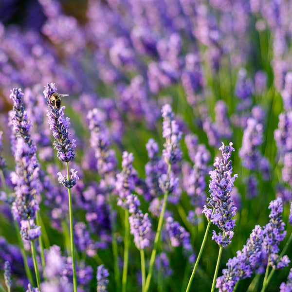 Lavender Chamomile Body Oil