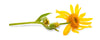 thebodydeli-arnica-flower-yellow