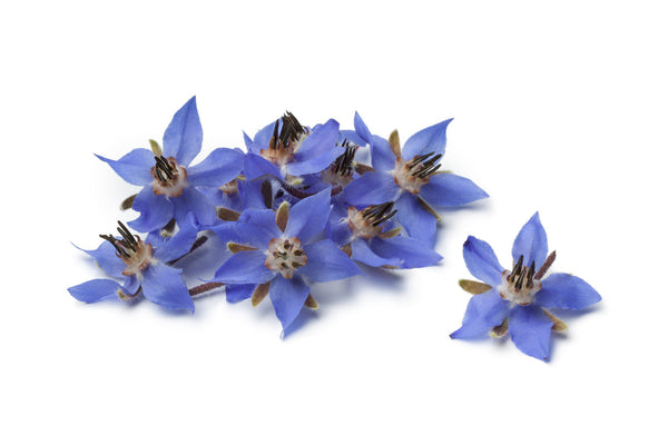 thebodydeli-borage-flowers