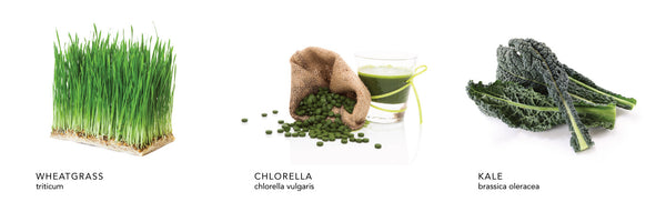 Sprouted Mineral Greens Lotion