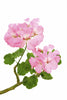 thebodydeli-rose-geranium